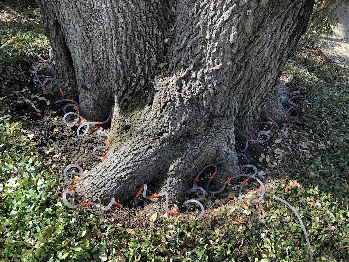 Detailed Tree Cabling and Bracing job site in Oak Ridge