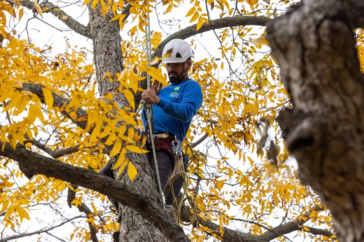 Skilled Tree Trimming crew working in Oak Ridge